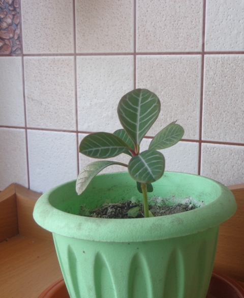 Привет всем! Помогите мне опознать цветок. Как вообще за ним ухаживать?