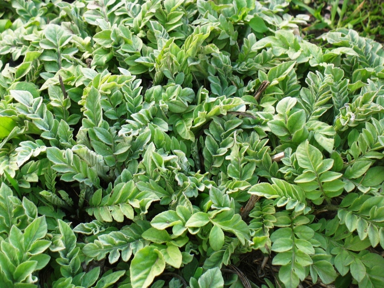 День 2. Цвет дня зелёный