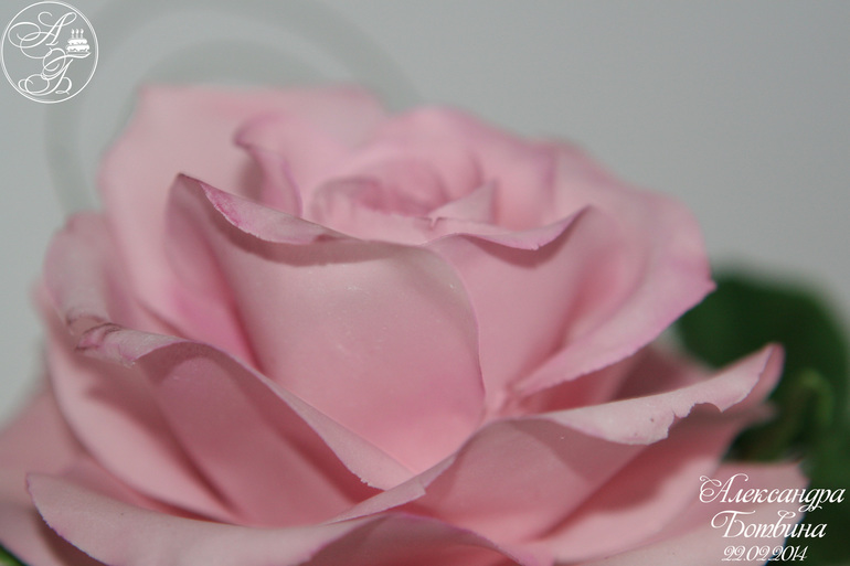 Розочка!!!