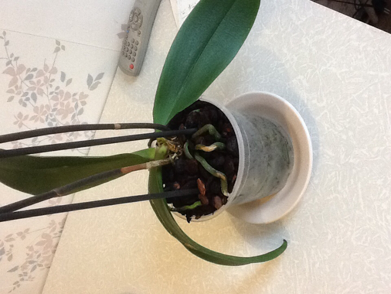 Гниет стебель