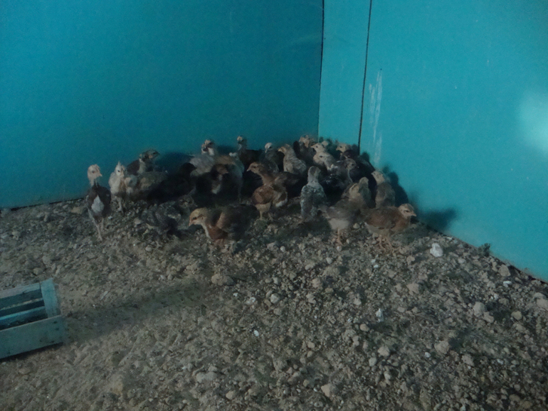 Пополнение)