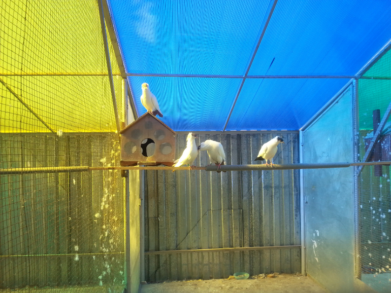 Зооферма "Мечта"