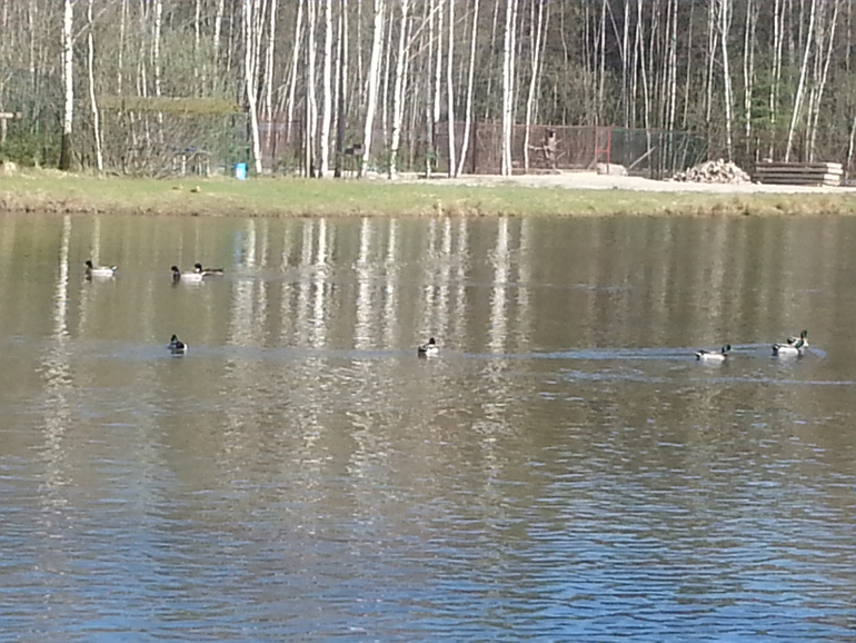 Зооферма "Мечта"