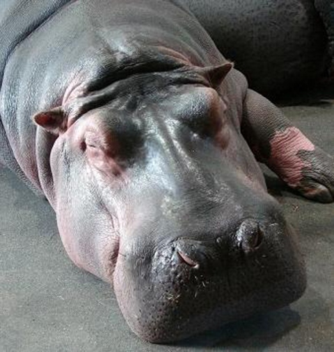 Что за сны мне снятся, черт-с-два!