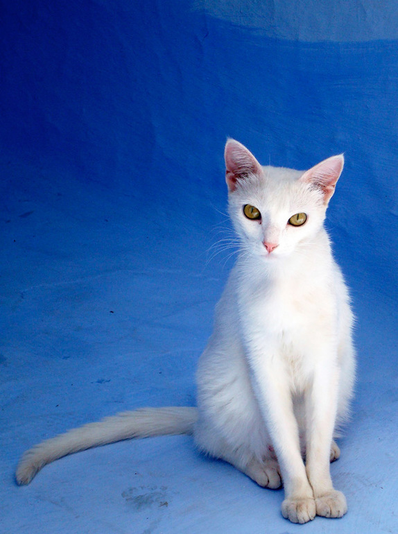 Синий город!