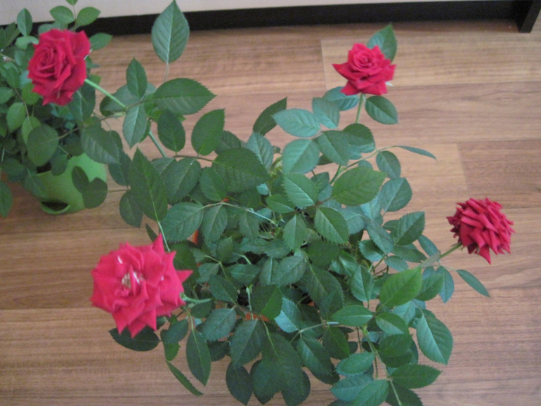 Мои розы и появившиеся вредители