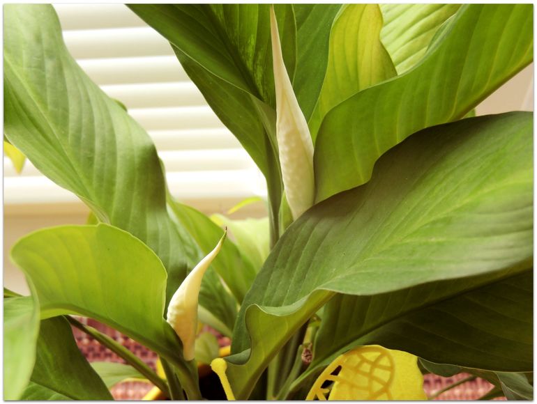 А у меня двойное "пополнение" :)