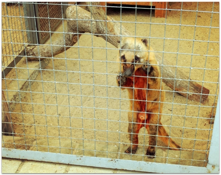В Zoo :)
