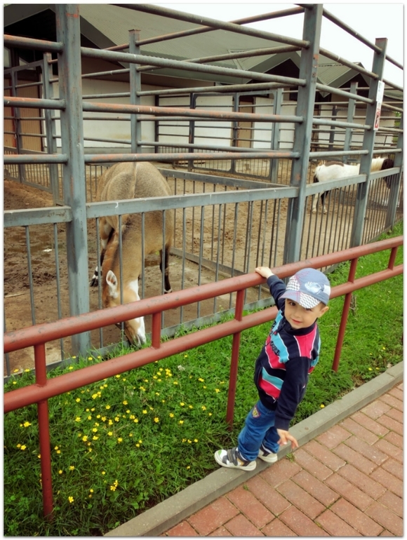 В Zoo :)