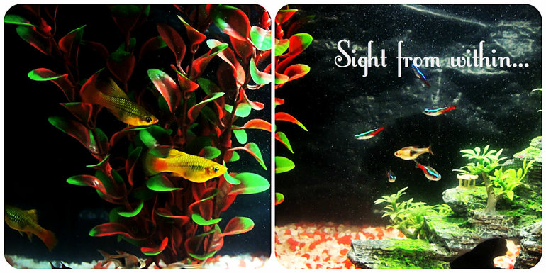 Home, sweet home. 10 марта. Взгляд изнутри.