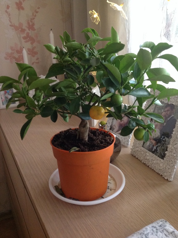 Каламондин!!!