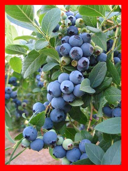 наши новые растения