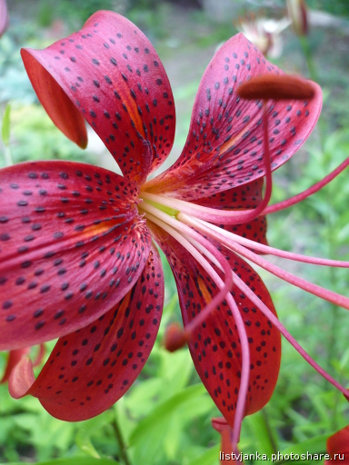 Лилии для подмосковья