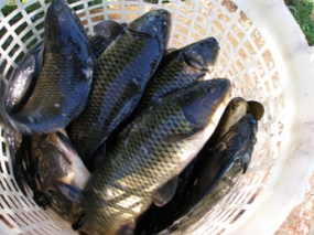 Калязин "Рыбный день на Волге"