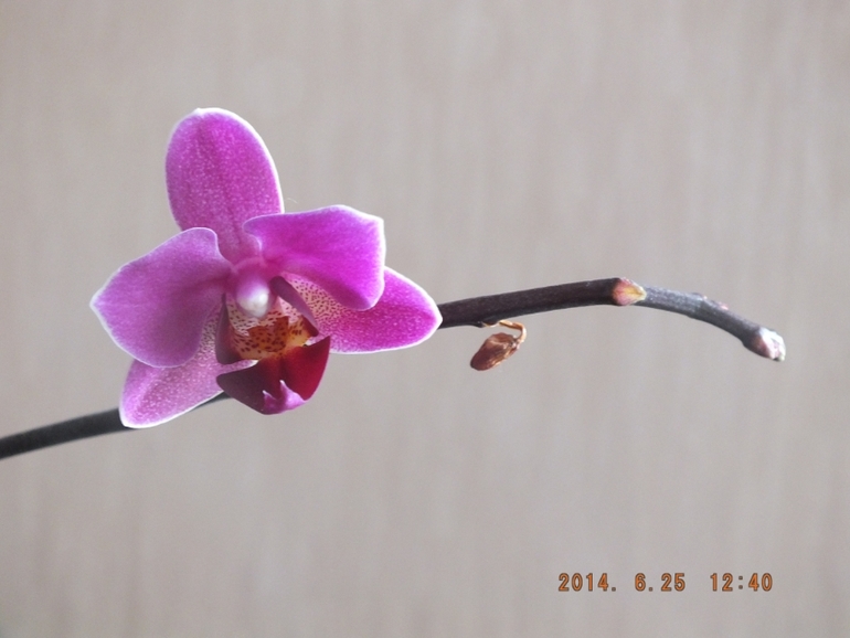 Моя орха (фаленопсис)! Помогите!