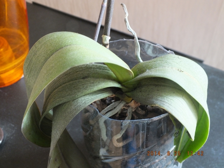 Моя орха (фаленопсис)! Помогите!