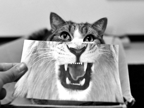 Мешает ли ПМС зачатию?