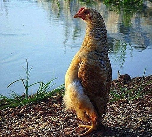 Милашки.