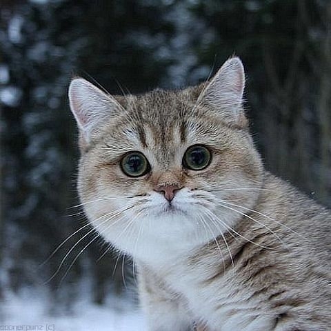 Милашки.