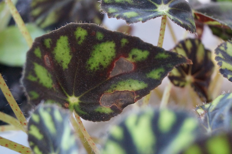 Что с листьями?