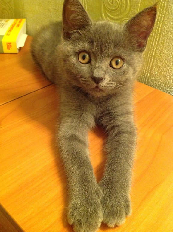 Раскажу о своей усатой малютке кисе-Джесс