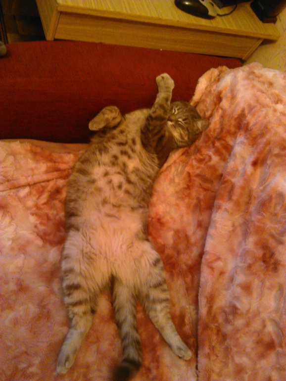 Залысины на лапках