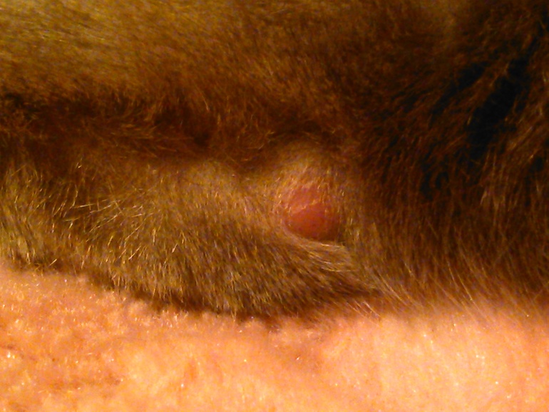 Залысины на лапках