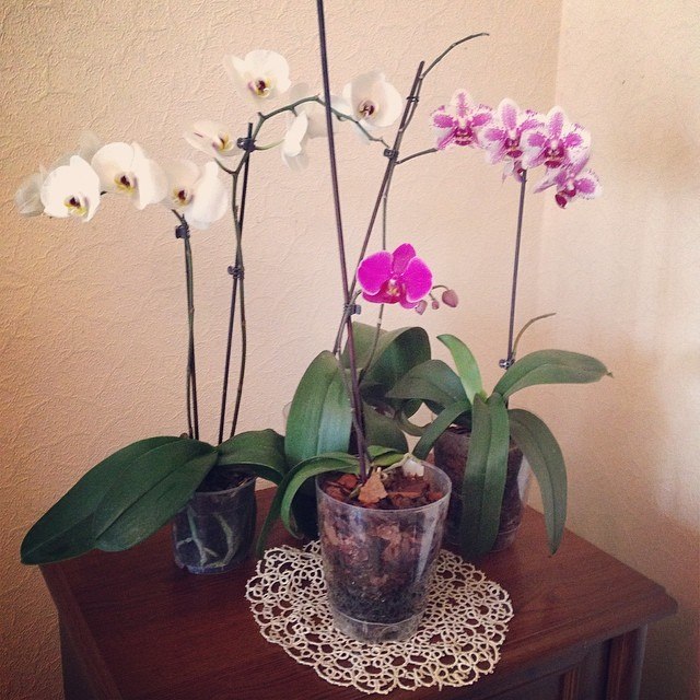 Мои орхидейки :)
