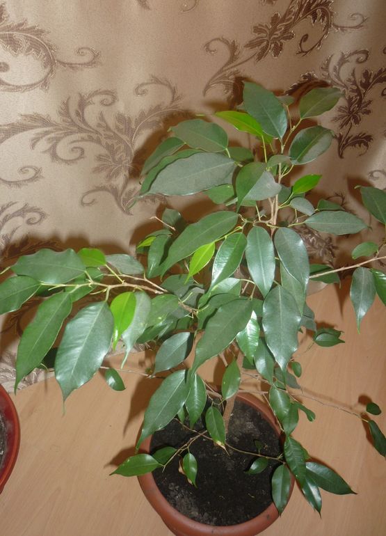 Девочки подскажите название цветка????