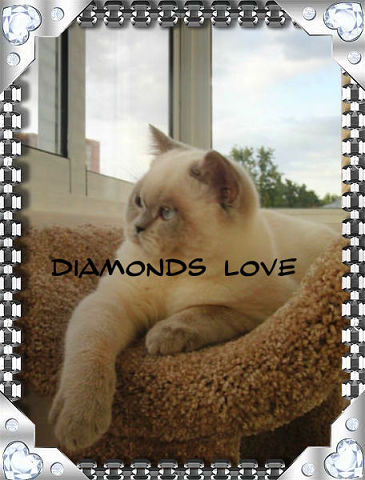 ПРОДАЖА! МОСКВА ВИСЛОУХАЯ КЛУБНАЯ ГОЛУБОГЛАЗАЯ КРАСОТКА ЭЛИТНОГО ОКРАСА!89653408373