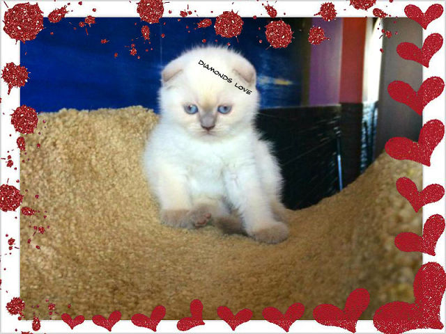 ПРОДАЖА! МОСКВА КЛУБНЫЕ ВИСЛОУХИЕ ДЕВОЧКИ В ЭЛИТНОМ ОКРАСЕ 89653408373