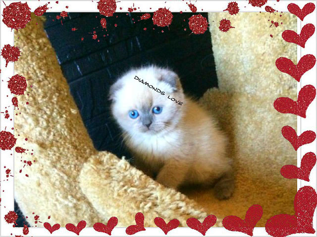 ПРОДАЖА! МОСКВА КЛУБНЫЕ ВИСЛОУХИЕ ДЕВОЧКИ В ЭЛИТНОМ ОКРАСЕ 89653408373