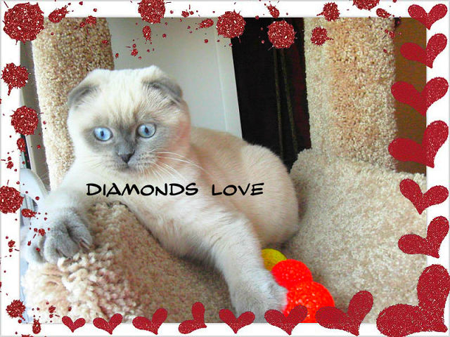 ПРОДАЖА! МОСКВА КЛУБНЫЕ ВИСЛОУХИЕ ДЕВОЧКИ В ЭЛИТНОМ ОКРАСЕ 89653408373