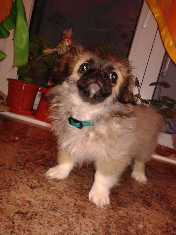 Пикинесы!!!Помогите советом!!!!