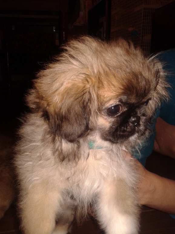 Пикинесы!!!Помогите советом!!!!