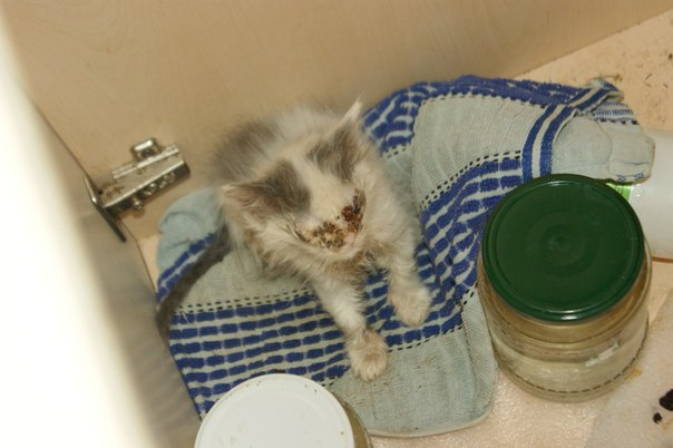 Фото нуждающегося в помощи котенка