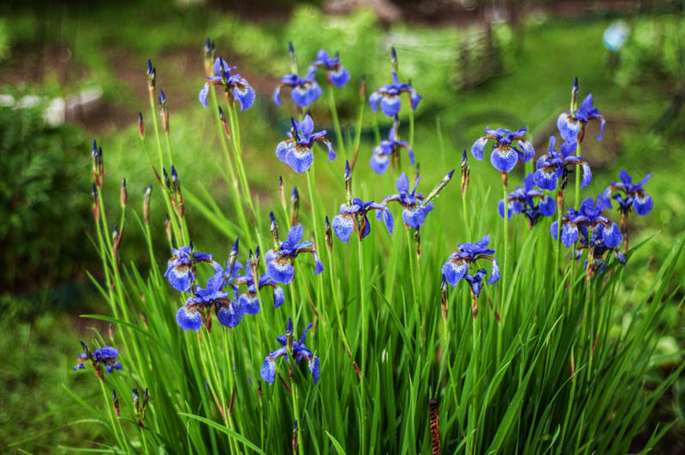 цветение в конце мая