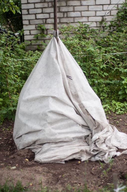 цветение в конце мая