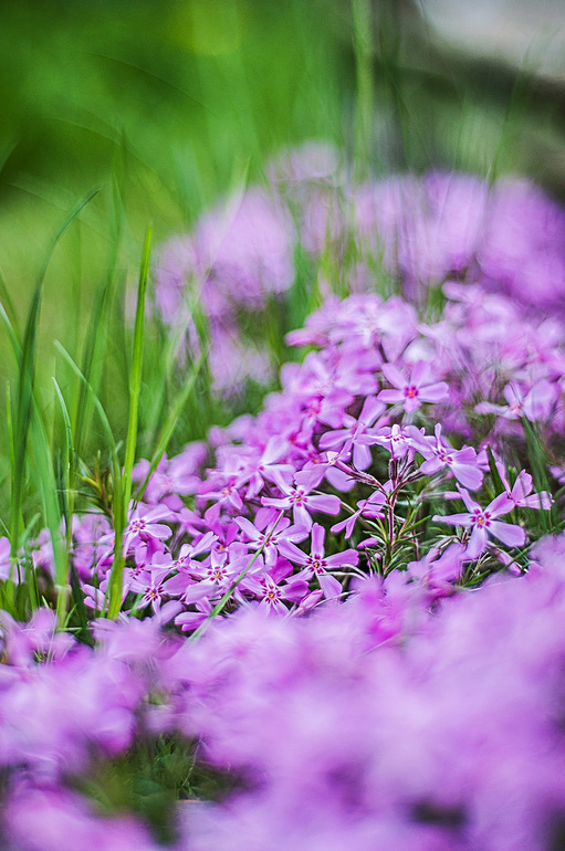 снова мои цветнички и моя природа на даче!