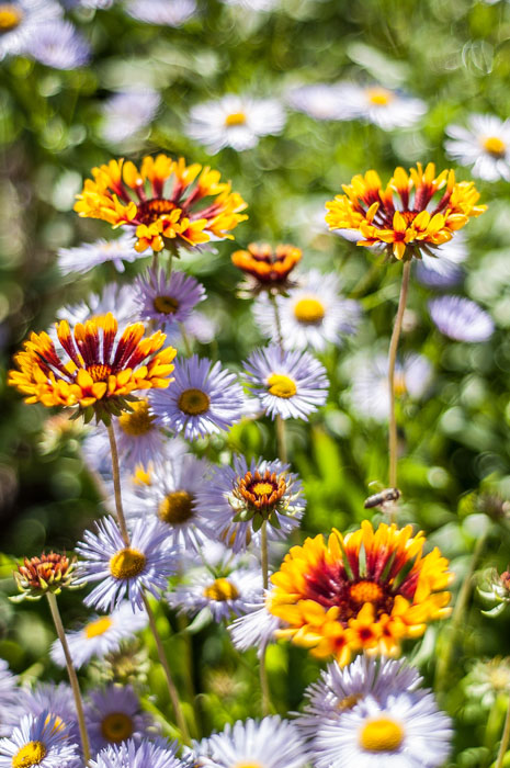 и я продолжу тему цветов!