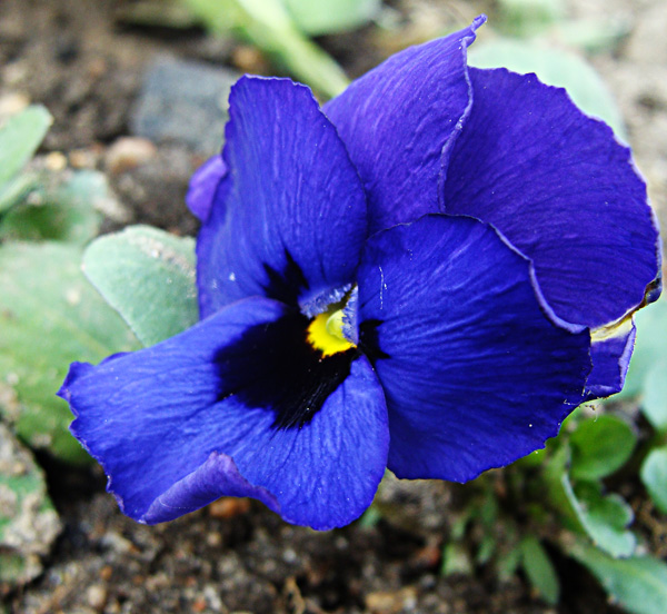 дела цветочные