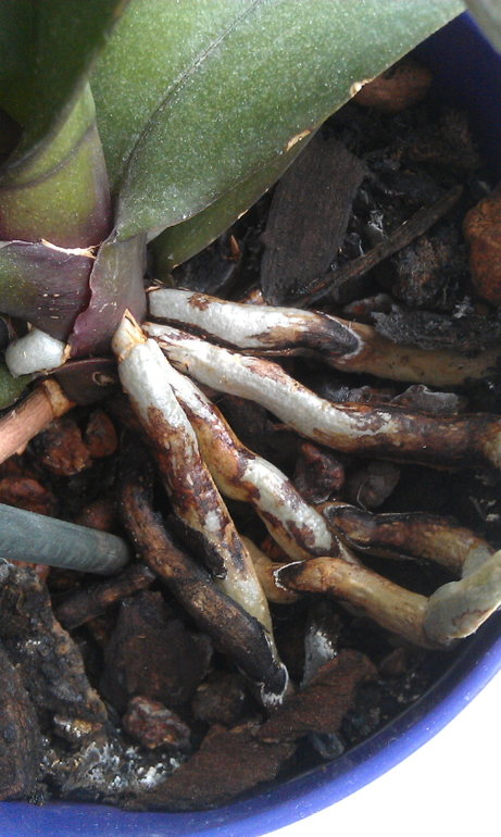 Орхидея болеет!