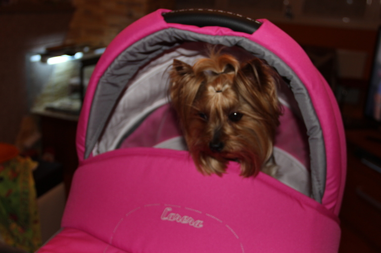 Наша Camarelo Carera для маленькой принцесы.