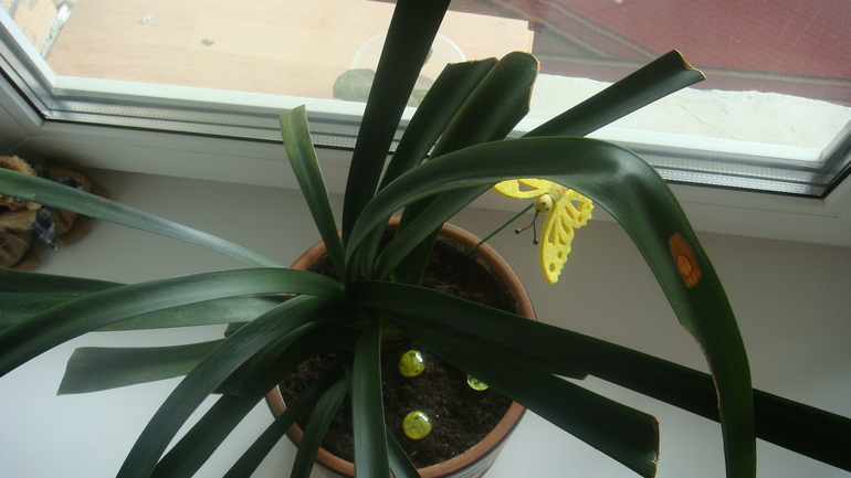 Девочки подскажите как спасти цветочек ?!!