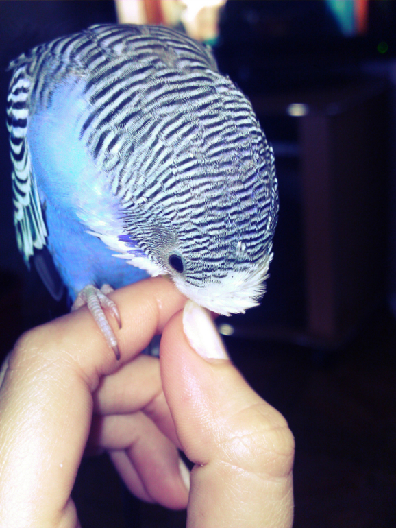 Привет всем !!Знакомтесь  Петушок ))