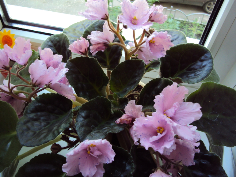 Помогите распознать сорта фиалочек