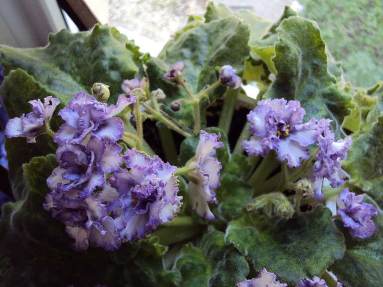 Помогите распознать сорта фиалочек