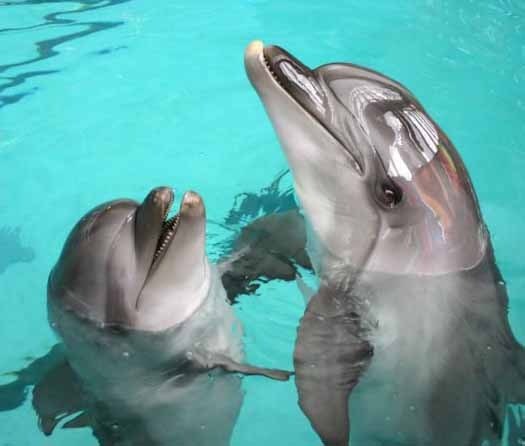 Дельфинчикиииии