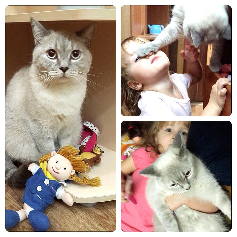 Внучка моя.... Кошка...