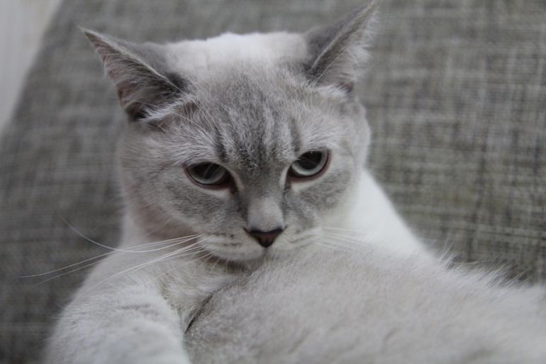 Кошатина....